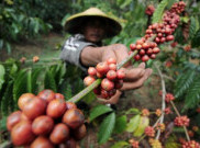Rupiah Melemah, Pengusaha Kopi Panen Rezeki