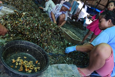 Produksi Kerang Muara Angke