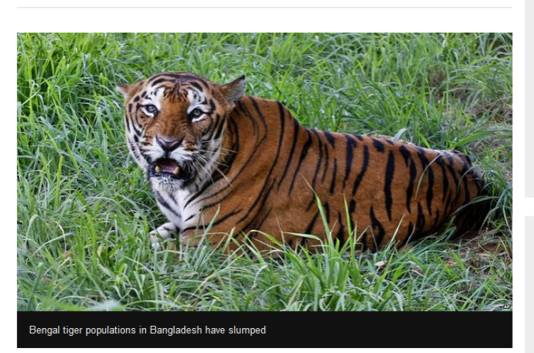 Polisi Tembak Mati 6 Pemburu Harimau Bengal