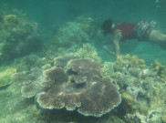 Pulau Biawak, Wisata Indah Tersembunyi di Jawa Barat 