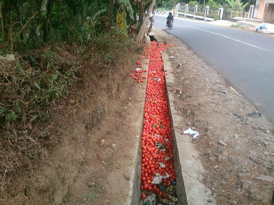 Petani Garut Buang Hasil Panen Tomat ke Jalan
