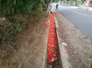 Heboh, Petani Tomat di Garut Ngambek Buang Hasil Panen ke Selokan