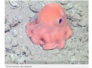 Peneliti: Gurita Sama dengan 