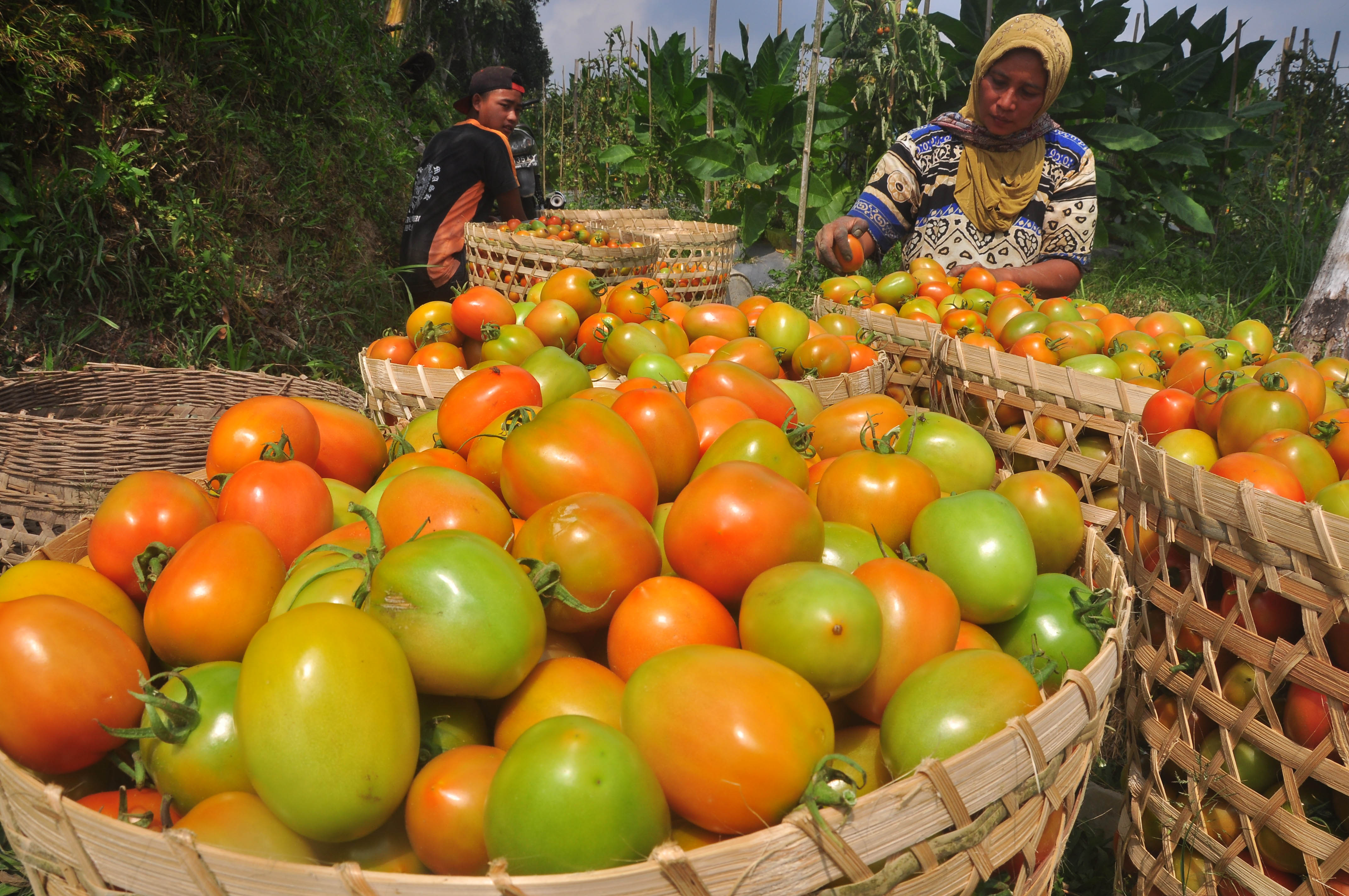 Jeritan Hati Petani Tomat yang Harga Jualnya Anjlok