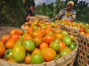 Jeritan Hati Petani Tomat yang Harga Jualnya Anjlok