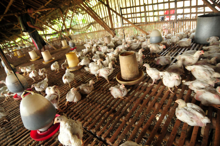 Kementan Diminta Kaji Ulang Rencana Ekspor Daging Ayam