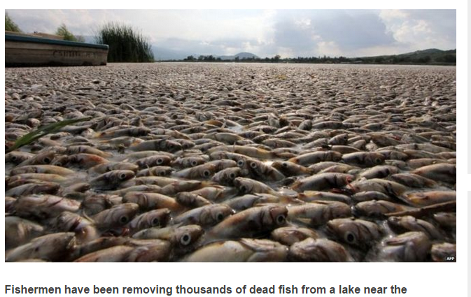 Ribuan Ikan Danau Mati Misterius