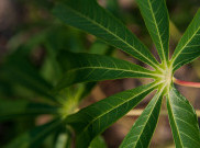 Beragam Manfaat Daun Singkong untuk Kesehatan