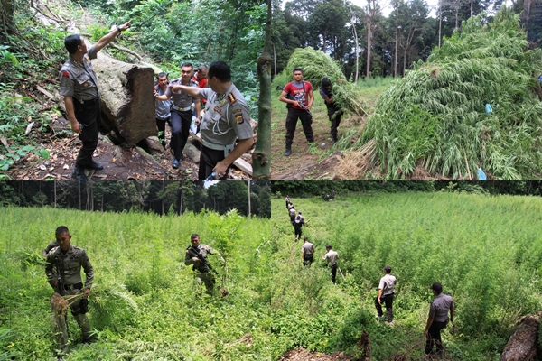 Pemusnahan Ladang Ganja Siap Panen