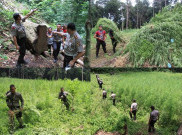 Pemusnahan Ladang Ganja Siap Panen
