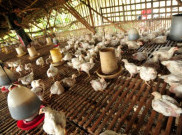 Polda Jabar Razia Tempat Penimbunan Ayam 