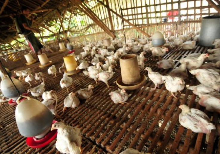 Polda Jabar Razia Tempat Penimbunan Ayam 