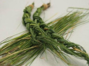 Tumbuhan Sejenis Rumput Ini Dapat Usir Nyamuk