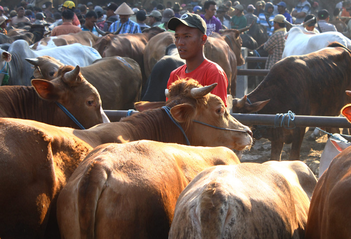 Potong Kuota Sapi Impor, Pemerintah Harus Siap Reaksi Importir yang Tersakiti