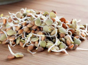 4 Manfaat Luar Biasa Kecambah Bagi Kesehatan