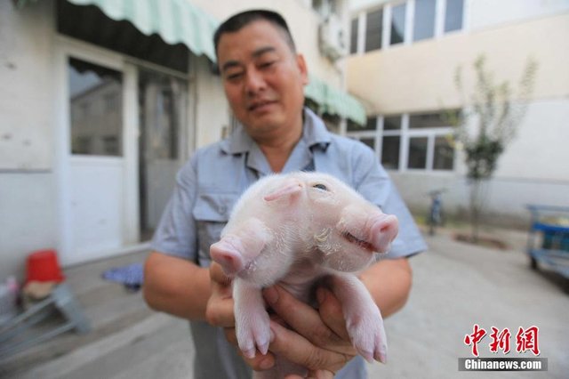 Pria Ini Adopsi Babi Unik Miliki Dua Kepala dan Tiga Telinga