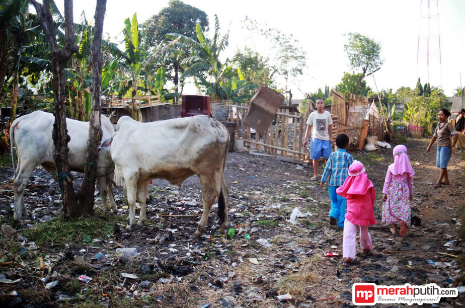 Pedagang Hewan Kurban Keluhkan Penjualan Sepi karena Instruksi Gubernur