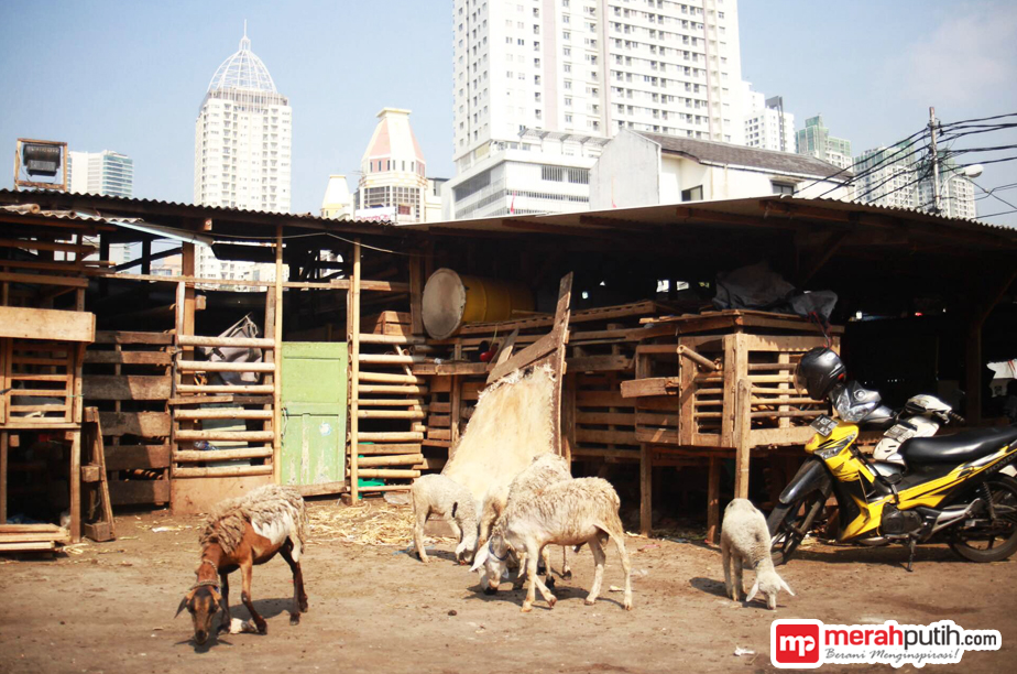 Hewan Kurban di Pasar Kambing Tanah Abang