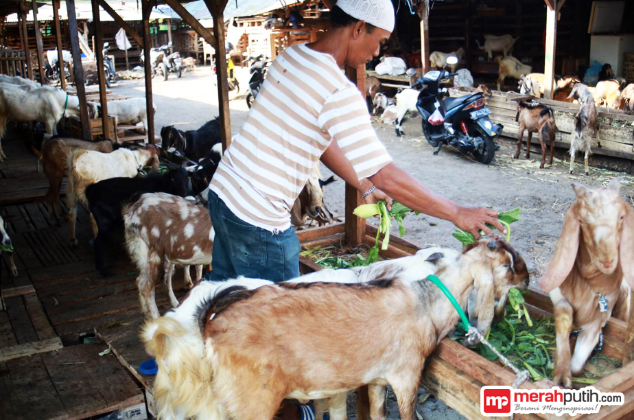 Pembeli Hewan Kurban Mayoritas Pilih Kambing Randu