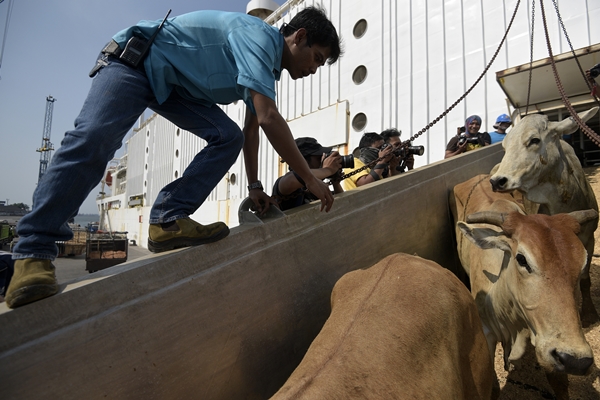 Impor Sapi Naik Empat Kali Lipat pada Akhir Tahun