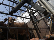 Stok Sapi Potong di NTT Selama Ramadan Cukup