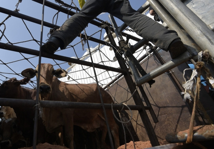 Stok Sapi Potong di NTT Selama Ramadan Cukup