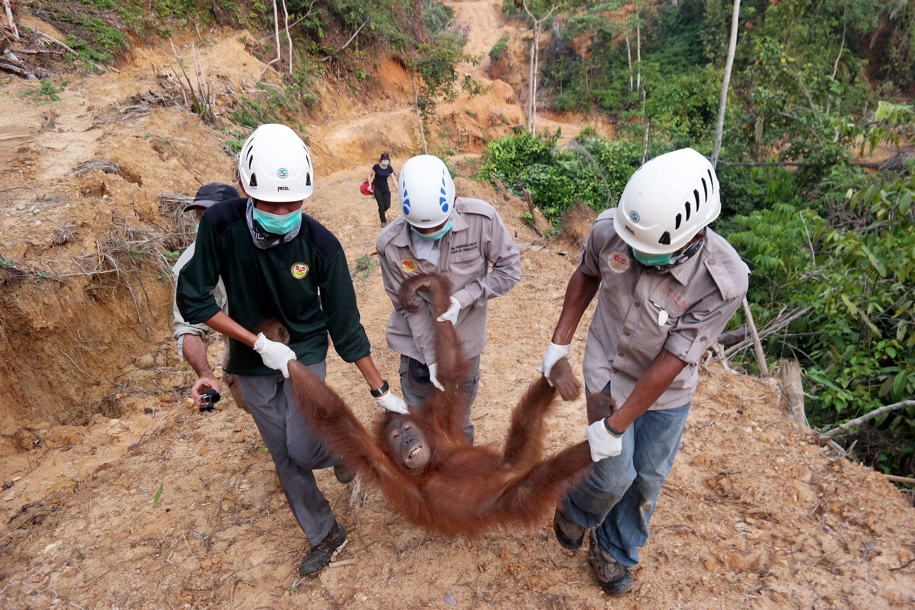 Evakuasi Orangutan Sumatra