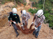 Evakuasi Orangutan Sumatra