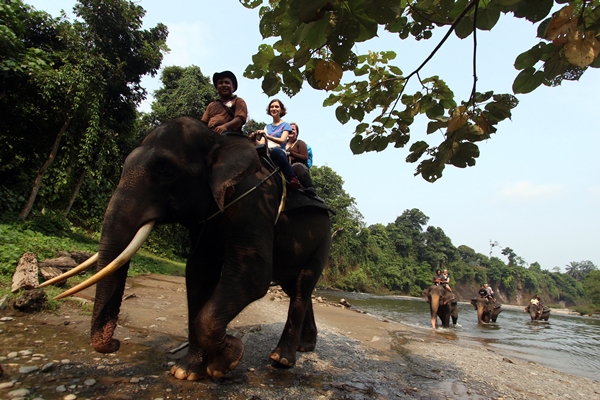 Nikmati Petualangan Alam di Wisata Ekosistem Tangkahan