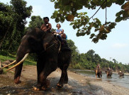 Nikmati Petualangan Alam di Wisata Ekosistem Tangkahan