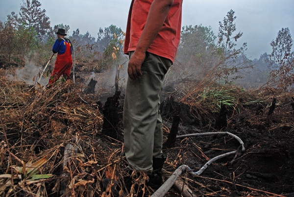 Perusahaan Akan Diwajibkan Padamkan Kebakaran Hutan di Wilayahnya 