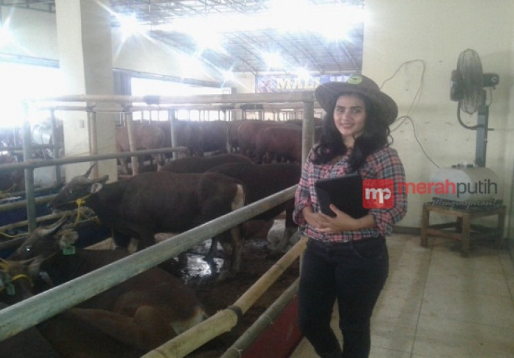 Pemerintah Harus Hitung Ulang Jumlah Sapi di Lapangan
