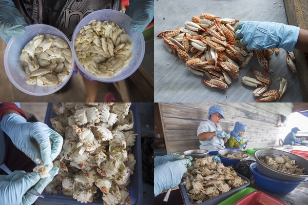 Industri Pengupasan Rajungan yang Mendunia