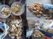 Industri Pengupasan Rajungan yang Mendunia