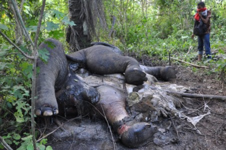 Pembunuhan Gajah Sumatra