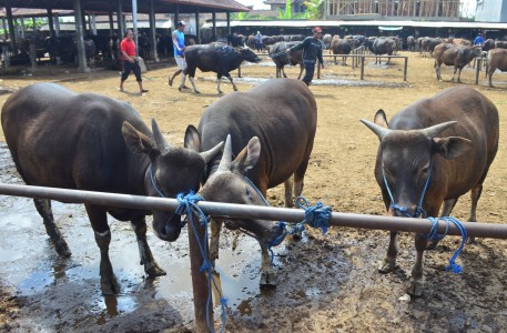 Menhub Budi Juga Sumbang Sapi di KSOP Kelas II Cirebon