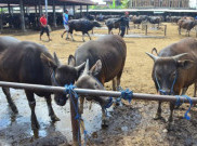 Menhub Budi Juga Sumbang Sapi di KSOP Kelas II Cirebon