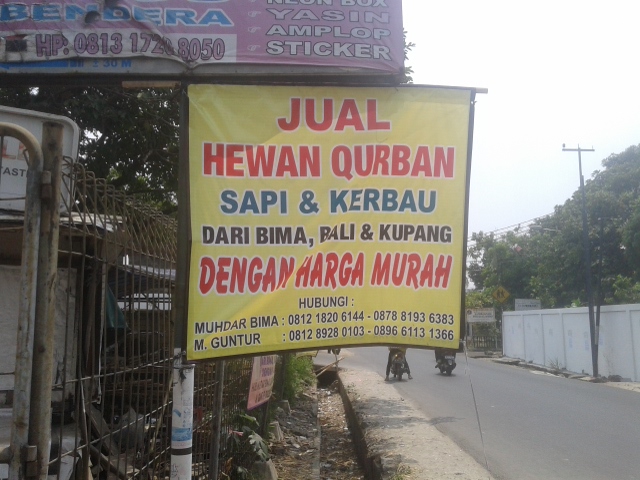 Muhdar Turunkan Harga Hewan Kurban Demi Untung Besar 