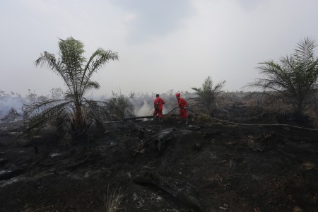 Pemerintah Diminta Selektif Terbitkan HPH