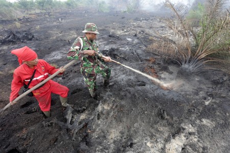 Pemulihan Hutan dan Lahan Akibat Kebakaran Butuh 50 Tahun