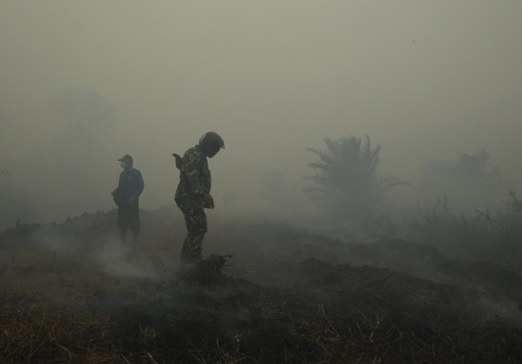 Prodem Anggap Pemerintah Lalai Keluarkan Izin Perkebunan Kelapa Sawit
