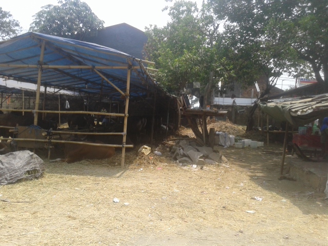 Alasan Pedagang Hewan Kurban Tidak Jual Sapi Limosin 