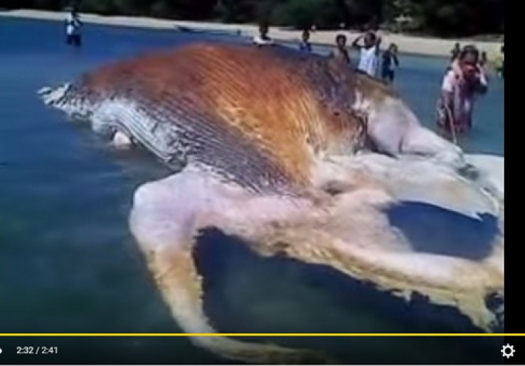 Penemuan Bangkai Gurita Raksasa di Pulau Hatta Bikin Heboh 