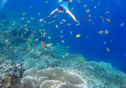 Sejuta Pesona Wisata Taman Laut Olele