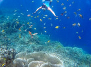 Sejuta Pesona Wisata Taman Laut Olele