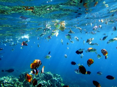 Pesona Keindahan  Dasar Laut  Olele