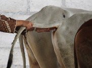 Meme Kocak Lebaran Idul Adha