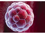 Ilmuwan Inggris akan Memodifikasi Embrio Manusia