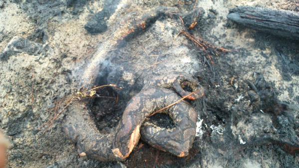 Penampakan Ular Piton Terpanggang di Hutan Riau