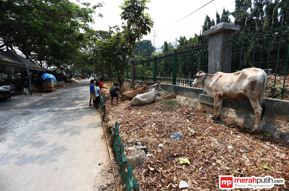 Musim Kemarau, Harga Pakan Hewan Kurban Naik 100 Persen
